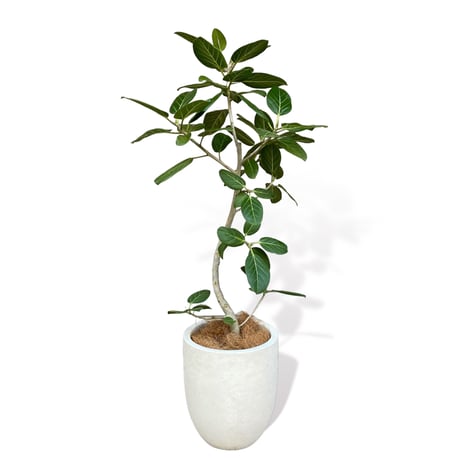 フィカス　ベンガレンシス　Ficus "benghalensis"