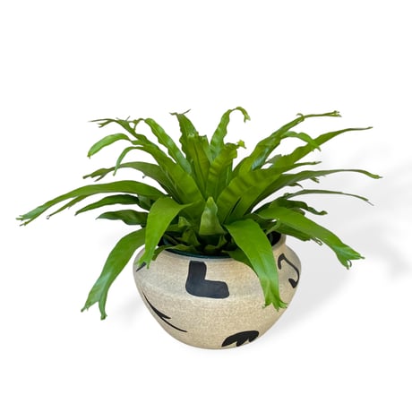 アスプレニウム　ニダス　クリーシー　Asplenium crissie