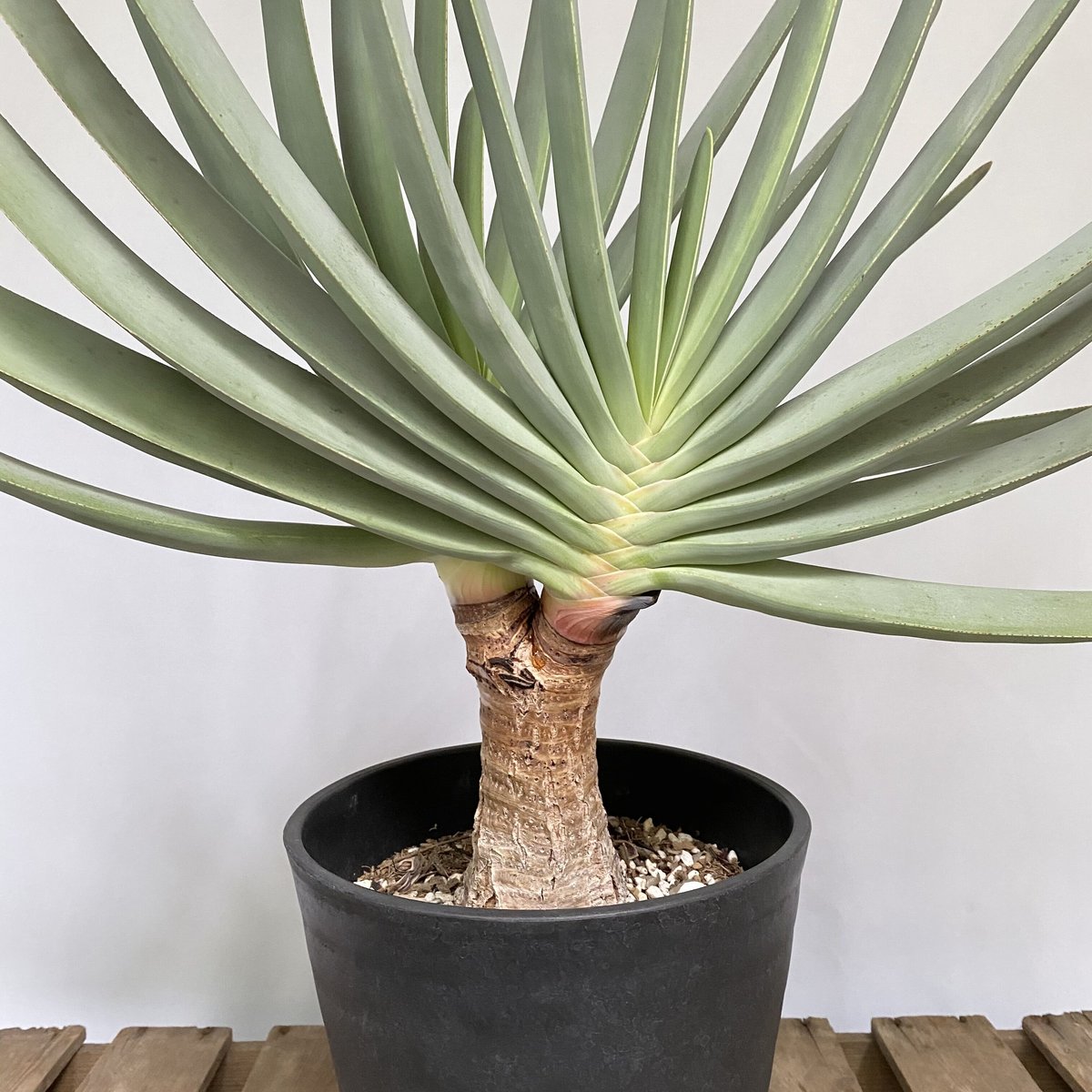 アロエ　クマラ　プリカティリス fit=scale-down,w=1200