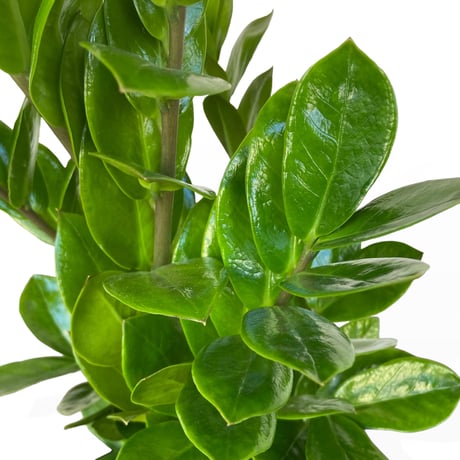 ザミオクルカス　ザミーフォリア　Zamioculcas zamiifolia