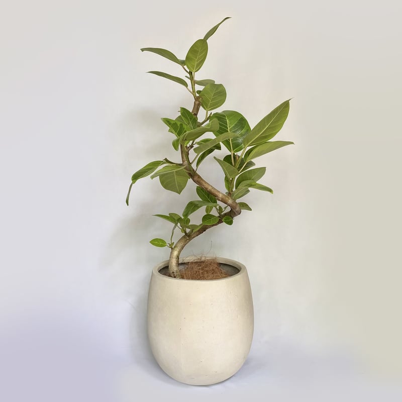 フィカス アルテシマ ファイバー鉢 お皿付き 園芸ネット本店｜[送料無料]フィカス：アルテシマ 10号鉢植え（皿付き