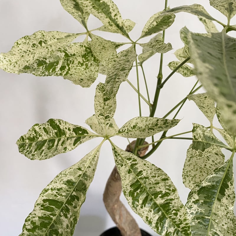 パキラ ミルキーウェイ | C STORE C