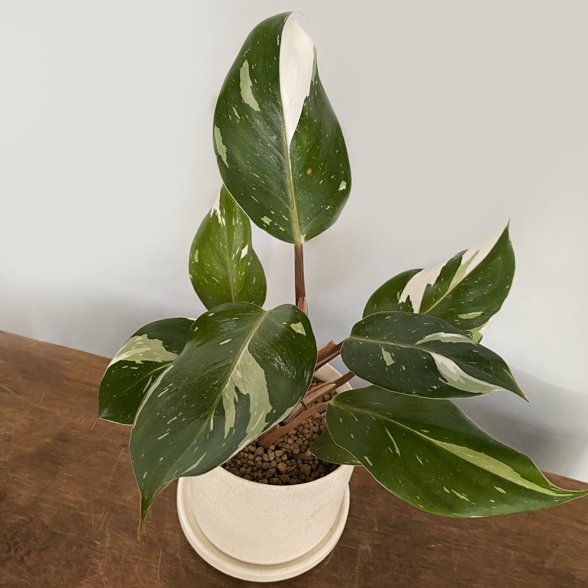 フィロデンドロン ホワイトナイト POT付 | C STORE C