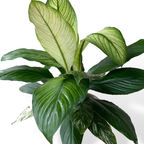 スパティフィラム　センセーション　バリエガータ　Spathiphyllum ”Sensation” Variagata
