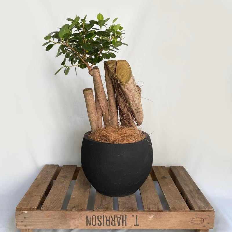 パンダガジュマル 古木 90cm パンダガジュマル 古木 90cm - メルカリ