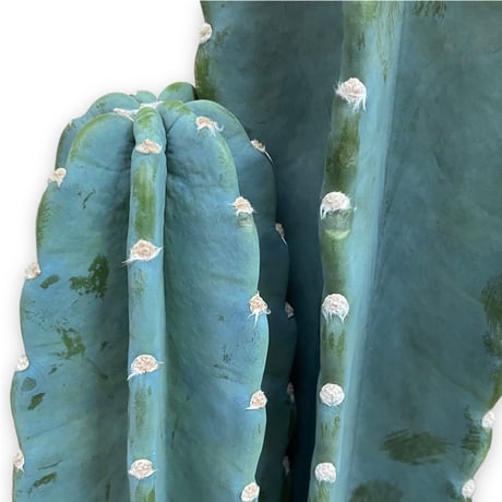 柱サボテン　鬼面角　Cereus"Repandus"