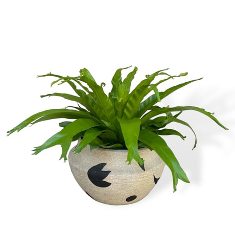 アスプレニウム　ニダス　クリーシー　Asplenium crissie