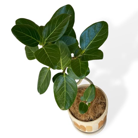 フィカス　ベンガレンシス　Ficus "benghalensis"