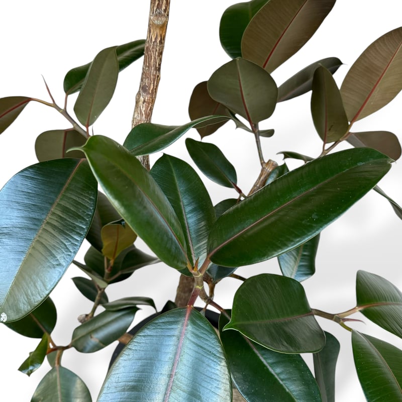 お届け地域限定】フィカス バーガンディー | C STORE C