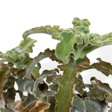 カランコエ　ベハレンシス　ミニマ　Kalanchoe behalensis ”Minima”