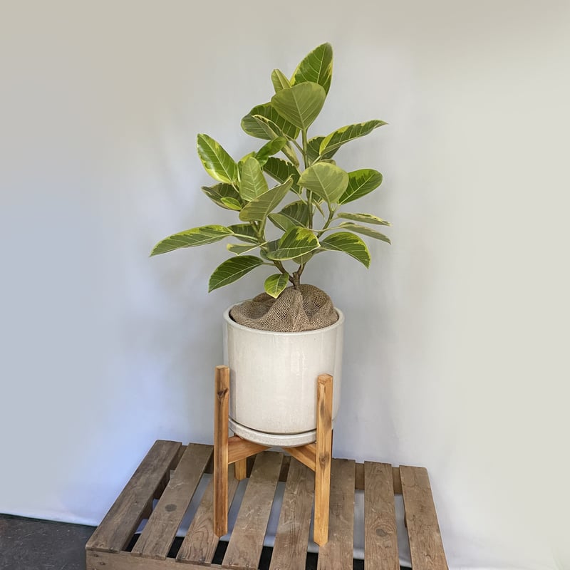 フィカス アルテシマ POT+ウッドスタンド付 | C STORE C フィカス アルテシマ POT+ウッドスタンド付 | C STORE C