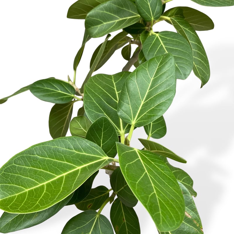 お届け地域限定】フィカス ベンガレンシス Ficus ”Benghalensis” | C