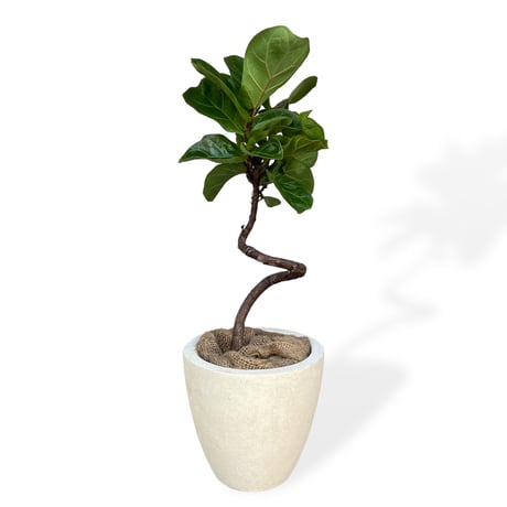 フィカス リラータ バンビーノ（カシワバゴム）　Ficus lyrata bambino