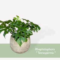 ヒメモンステラ　Rhaphidophora tetrasperma
