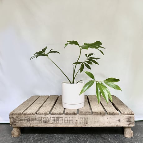 フィロデンドロン　ゴエルディ　POT 付