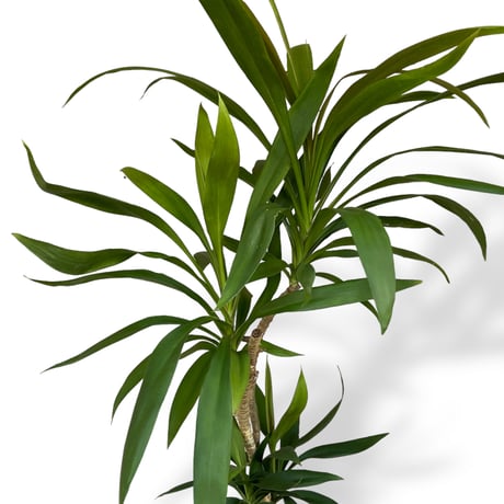 コルジリネ　ストリクタ　Cordyline "Stricta"