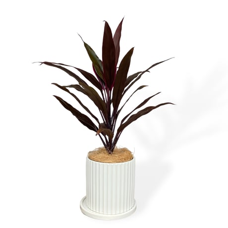 コルジリネ　アイチアカ　Cordyline terminalis ”Aichiaka”