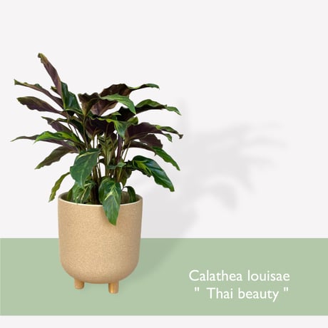 カラテア　ロウイサエ　タイビューティー　Calathea louisae  "Thai beauty"