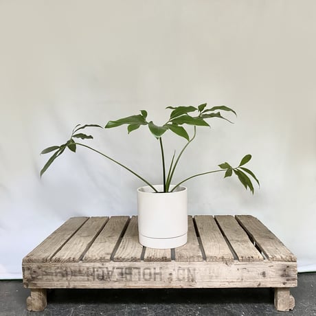フィロデンドロン　ゴエルディ　POT 付