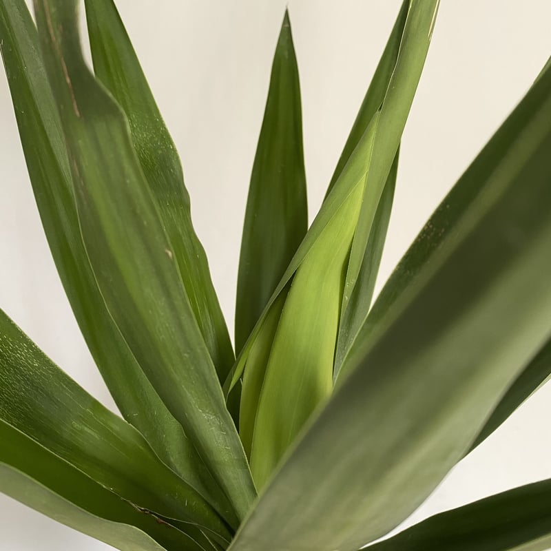 ユッカ エレファンティペス 曲がり | C STORE C