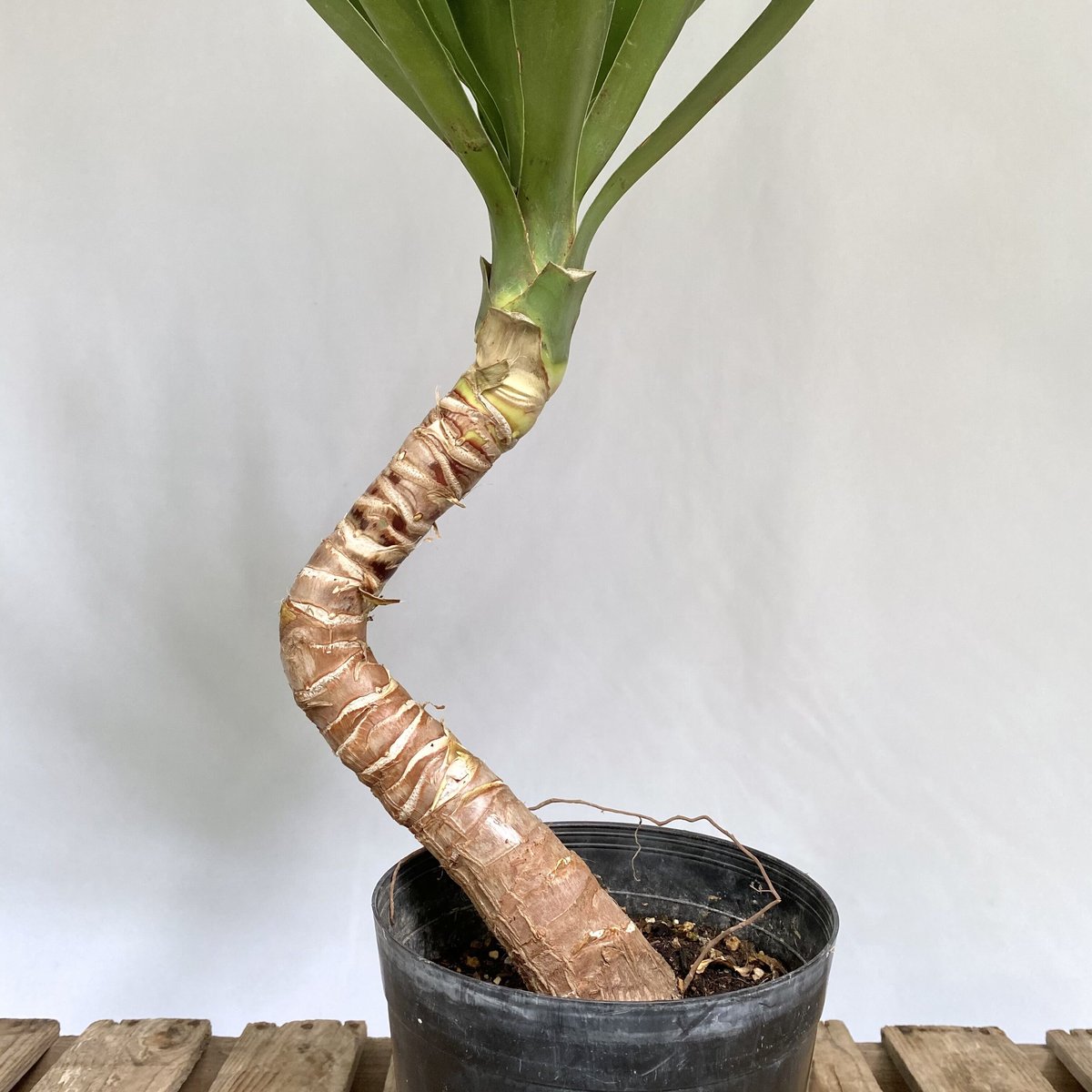 ユッカ エレファンティペス 曲がり | C STORE C