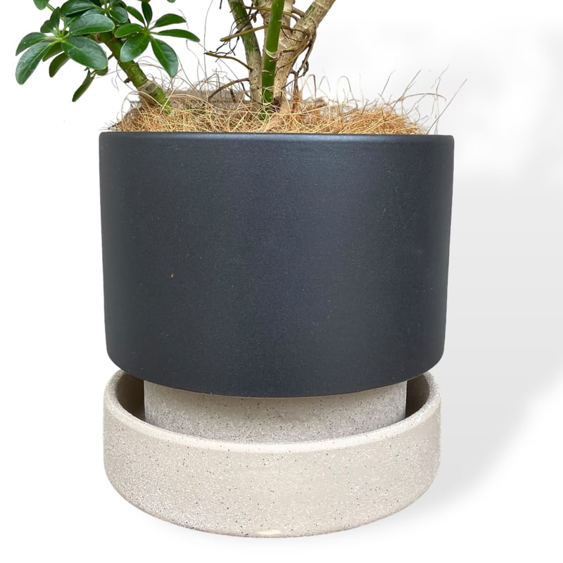 シェフレラ コンパクタ Schefflera arboricola 'Compacta' |