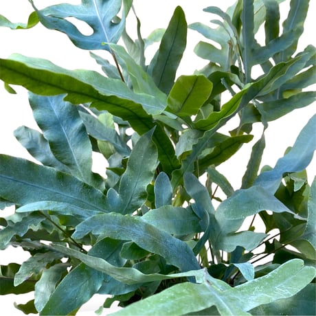 フレポディウム　オーレム　ブルースター　Phlebodium aureum  "Blue Star"