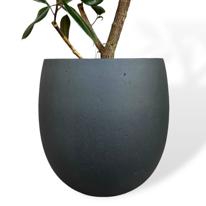 ［現品］【希少】☆おすすめ☆ 89番　フィカス　グランディス　曲がり　8号 フィカス バーガンディ 曲がり | 観葉植物 | インテリアやギフト