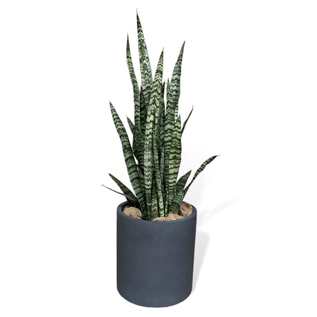 サンスベリア　ゼラニカ　Sansevieria "zeylanica"