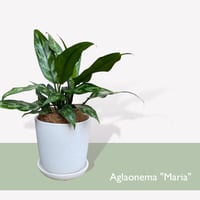 アグラオネマ　マリア　POT付　　Aglaonema"Maria"