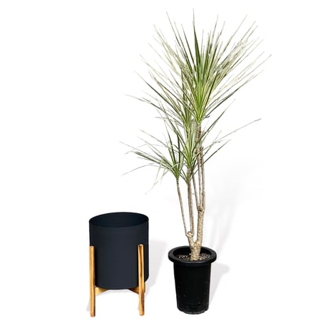 ドラセナ　コンシンネ　ホワイボリー　Dracaena concinna ”whibolly”