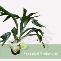 プラティセリウム　ネザーランド　　Platycerium "Netherlands"