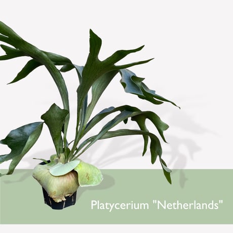 プラティセリウム　ネザーランド　　Platycerium "Netherlands"