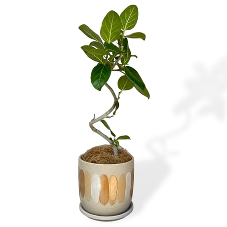 フィカス　ベンガレンシス　Ficus "benghalensis"