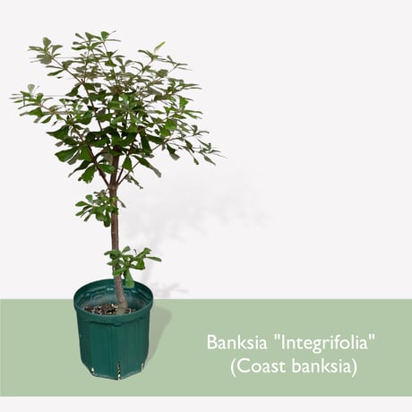 バンクシア　インテグリフォリア　（コーストバンクシア） Banksia "Integrifolia"