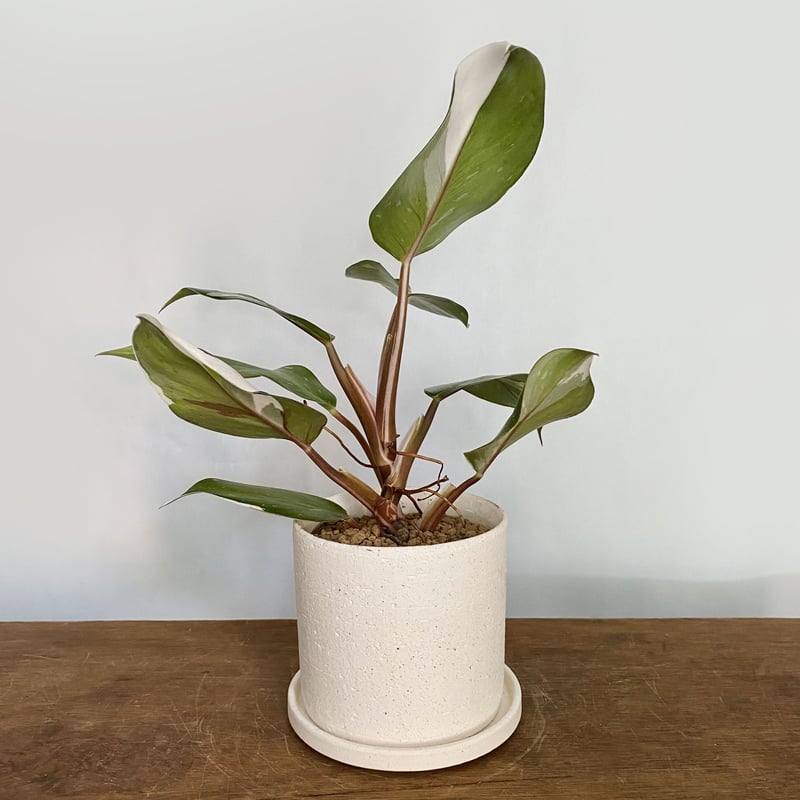 フィロデンドロン ホワイトナイト POT付 | C STORE C