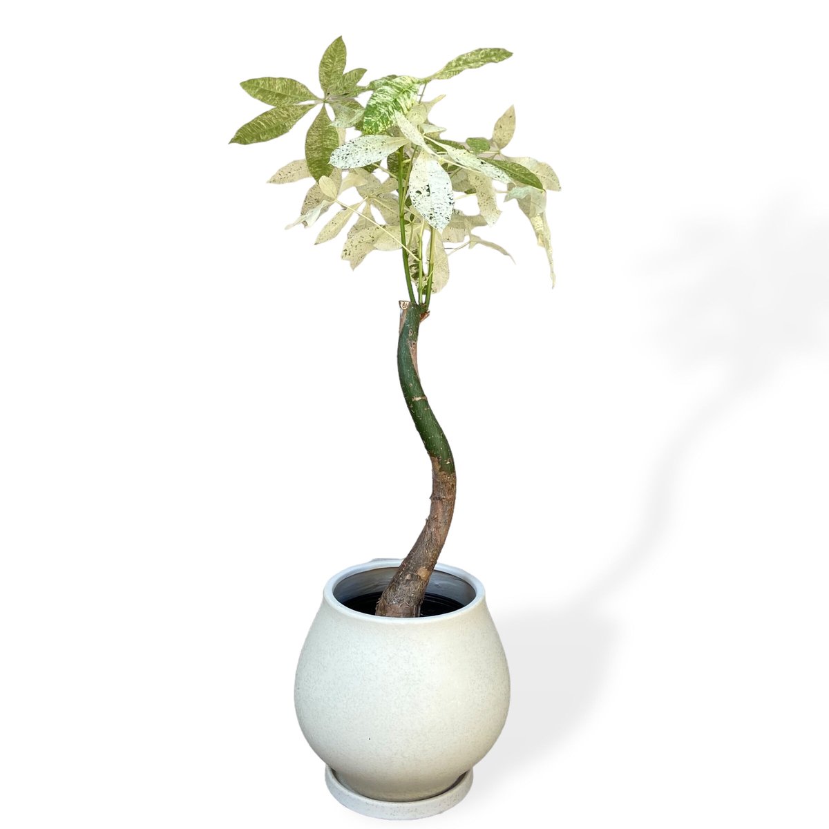 パキラ ミルキーウェイ 250906 5 パキラ：ミルキーウェイ 5号23-01 の