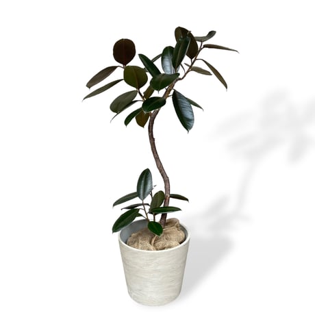 フィカス　バーガンディー　Ficus elastica ”Burgundy”