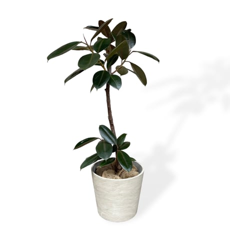フィカス　バーガンディー　Ficus elastica ”Burgundy”