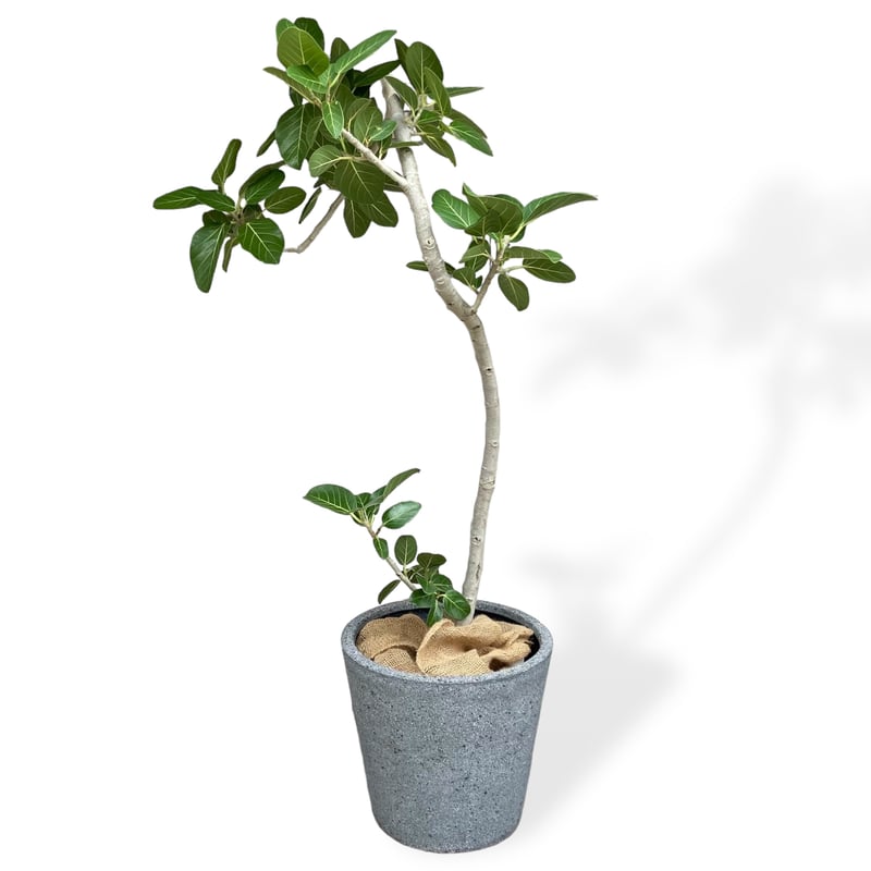 お届け地域限定】フィカス ベンガレンシス Ficus ”Benghalensis” | C