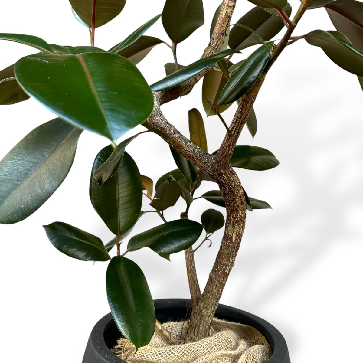 引き取り限定！フィカス 約2m 大型観葉植物 フィカスバーガンディー