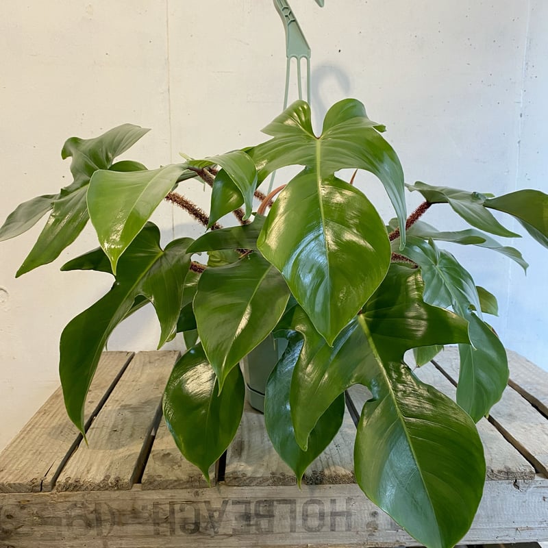 フィロデンドロン スクアミフェルム | C STORE C