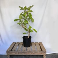フィカス　アルテシマ
