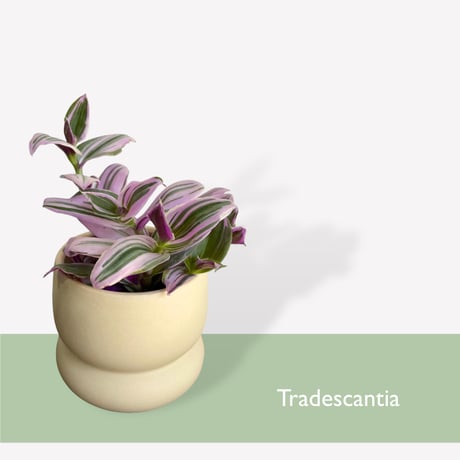 トラディスカンチア　Tradescantia