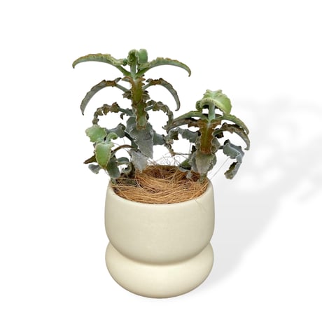 カランコエ　ベハレンシス　ミニマ　Kalanchoe behalensis ”Minima”