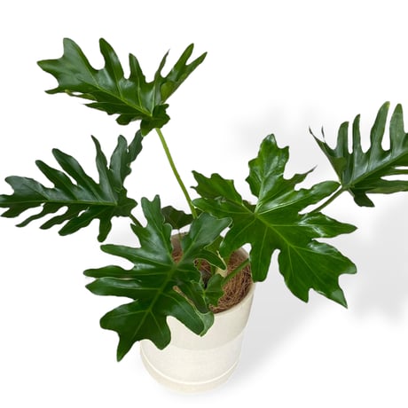 フィロデンドロン　セローム　Philodendron ”Selloum”