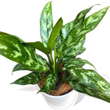 アグラオネマ　マリア　POT付　　Aglaonema"Maria"