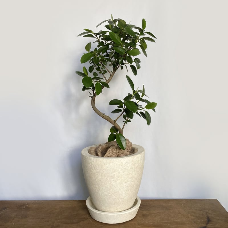 フランスゴム（フィカス ルビギノーサ） POT付 | C STORE C