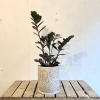 ザミオクルカス　レイヴィン　POT付