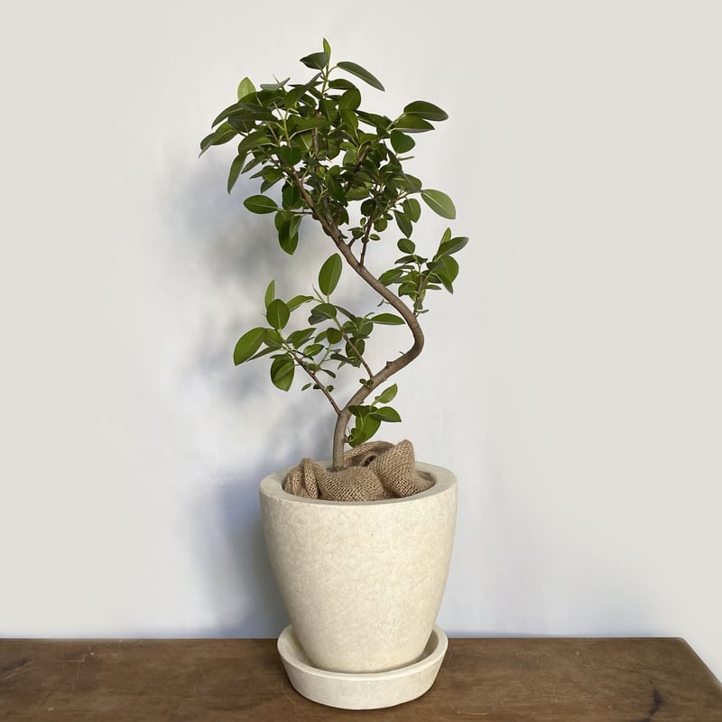 フィカス　ルビギノーサイズ　フランスゴム　太幹　植物　盆栽　インテリア フィカス ルビギノーサイズ フランスゴム 太幹 植物 盆栽